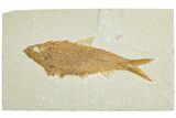 Detailed Fossil Fish (Knightia) - Wyoming #227430-1